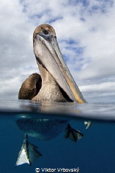 Curious Brown Pelican (Isla Daphne Mayor, Galápagos) by Viktor Vrbovský 